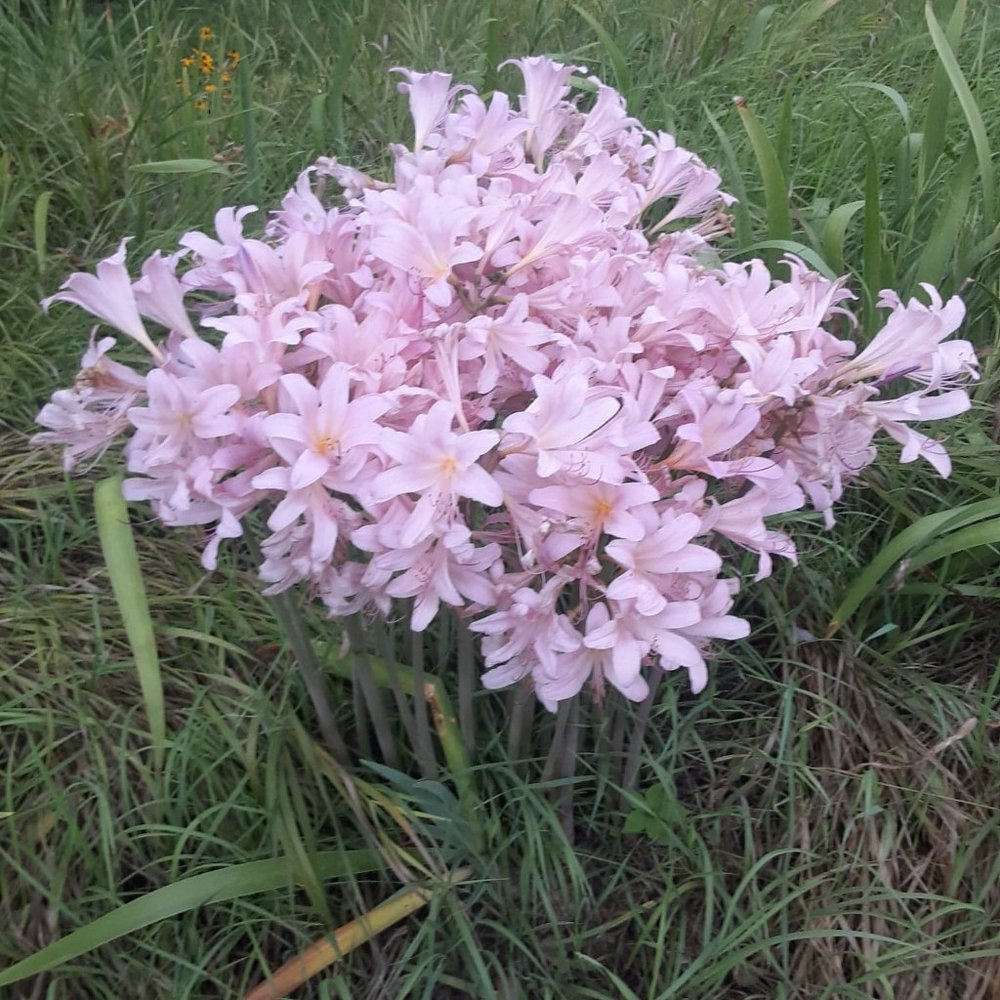 6 naked lady bulbs,spring is time to plant these very beautiful and fr…